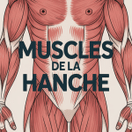 vue stylisée muscles de la hanche région pelvienne
