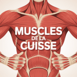 vue globale muscles de la cuisse