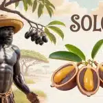 solom fruits tamarinier noir savane