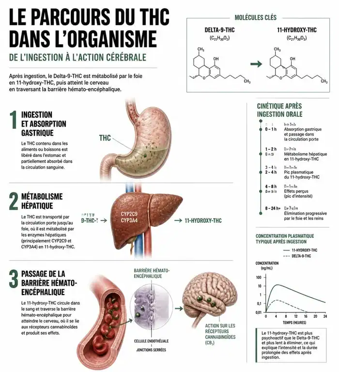 Infographie scientifique expliquant le métabolisme des edibles THC et la transformation en 11-hydroxy-THC