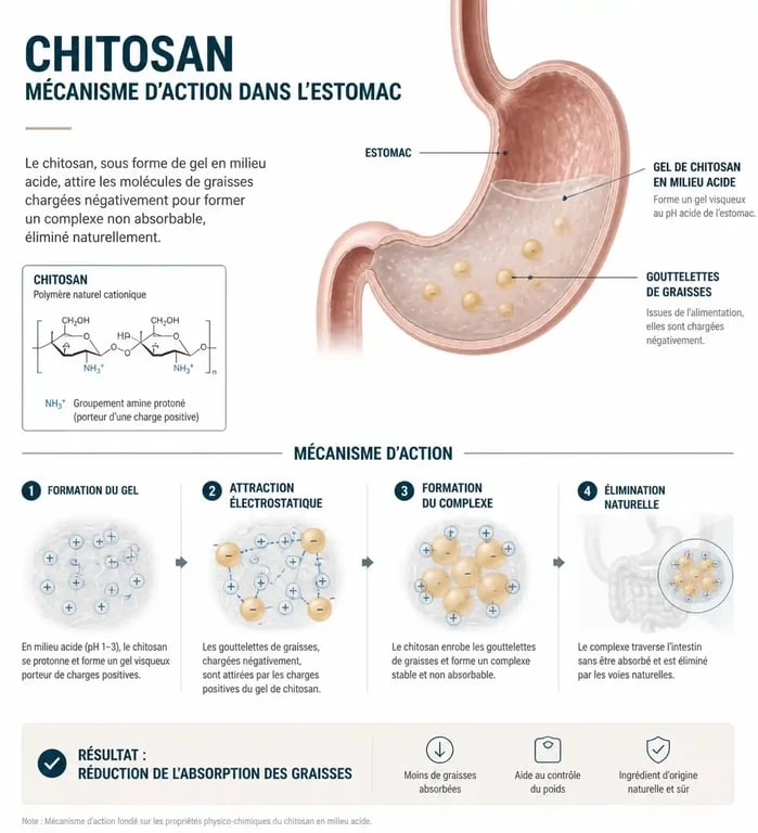 Infographie expliquant le mécanisme d'action du chitosan pour bloquer l'absorption des graisses
