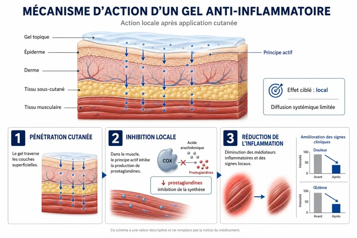 Schéma explicatif du fonctionnement d'un gel anti-inflammatoire sur la peau et les tissus musculaires